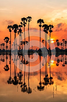 silhouette sugar palm tree at sunrise, Pathum Thani