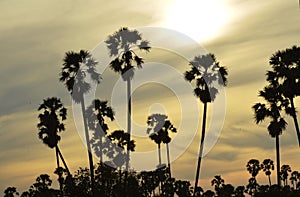 Silhouette sugar palm tree on sunset