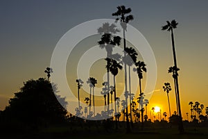 Silhouette sugar palm tree in sunset