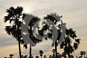 Silhouette sugar palm tree on sunset sky