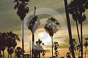 Silhouette sugar palm tree on sunset sky