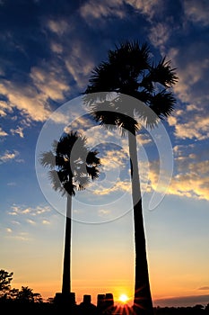Silhouette of sugar palm tree on sunset sky