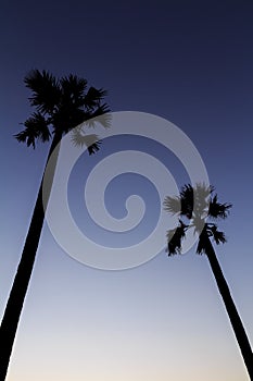 Silhouette of sugar palm tree on sunset sky