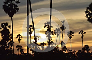 Silhouette sugar palm tree on sunset sky in paddy field