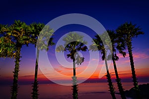 Silhouette sugar palm trees on beach at twilight.