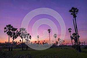 Silhouette Sugar  palm trees on paddy field in Thailand at sunset