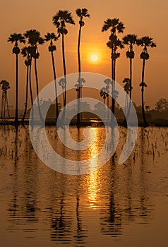 Silhouette of sugar palm trees and rice field with morning sunrise.  Rice is export important agriculture in Thailand