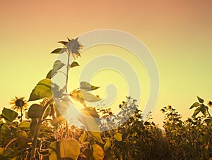 Silhouette Sunflowers field, with blue sky on sunny day