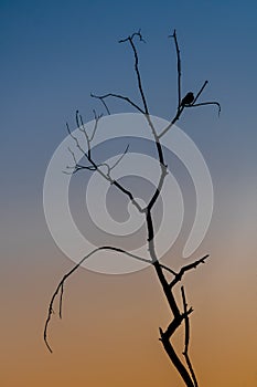 Silhouette sunset blackbird singing in tree blue sky and orange setting sun