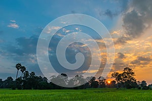 Silhouette of the sunset with the green paddy rice field, the beautiful sky and cloud in the evening in Thailand