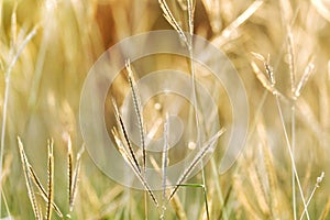 Silhouette sunset with wild grass flower blossom in a field and golden light at lately evening