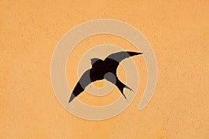 Silhouette of a swallow