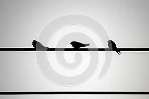 Silhouette of 3 swallows on a wire