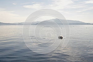 Silhouette of swan on early morning lake.