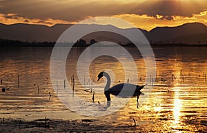 Silhouette of swan on lake
