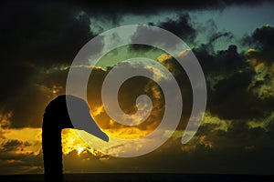 Silhouette of a swan with sunrise over the ocean before storm in background