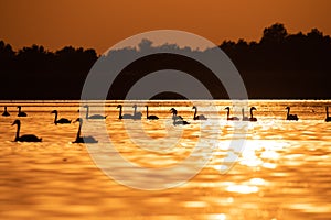 Silhouette of swan in the sunset. Danube Delta Romanian wild life bird watching