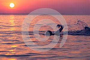 Swimmer at sunset over sea