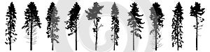 Silhouette of tall forest trees, set of beautiful spruce trees and pines. Vector illustration