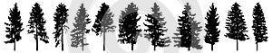 Silhouette of tall forest trees, set of beautiful spruce trees. Vector illustration