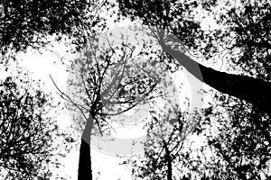 Silhouette of tall trees photographed from below