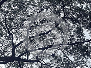 Silhouette Tamarind tree against sky in black and white