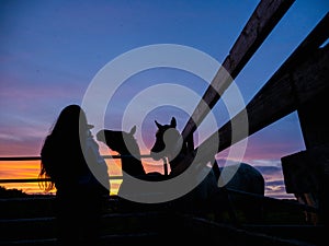 Silhouette of a teenager girl with long hair standing by a gate to a field with horses at sunset. Beautiful colorful sky in the