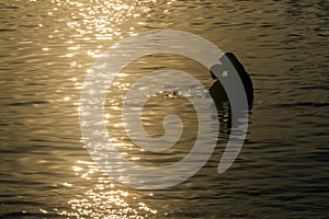 Silhouette of tender love of mother and child at beach basking to golden light during sunset.