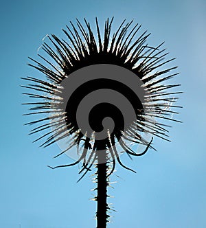 Silhouette of thorny plant against blue sky background