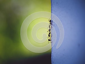 Silhouette three ants on cement wall is Half divided flame with blur nature bokeh background