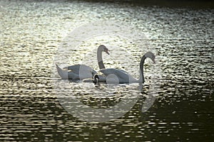 Silhouette of three swans in the twilight lake