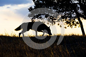 Silhouette of timber wolf hunting