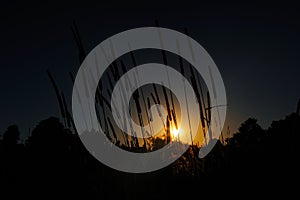 Silhouette of Timothy Grass Lit by Setting Sun