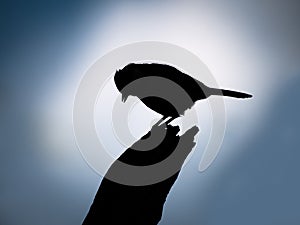 Silhouette of a tit bird against blue sky
