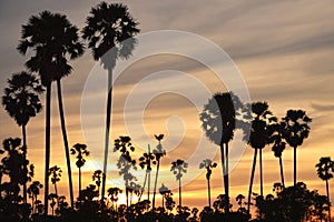 Silhouette toddy palm tree on sunset sky