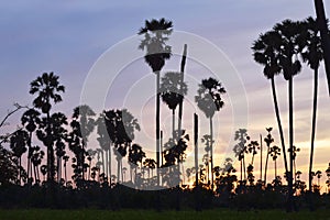 Silhouette toddy palm tree on sunset sky in paddy field