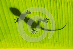 Silhouette of tokay gecko on a palm tree leaf, Ang Thong National Marine Park, Thailand