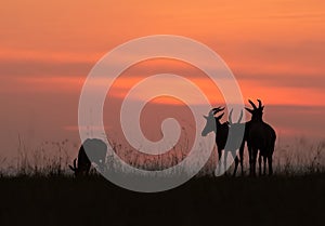 Silhouette of Topi during sunset at Masai Mara