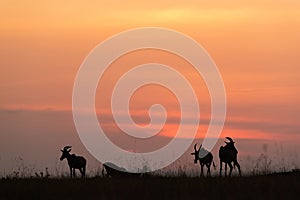 Silhouette of Topi during sunset at Masai Mara