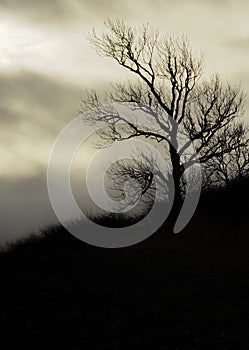 Silhouette Of A Tree