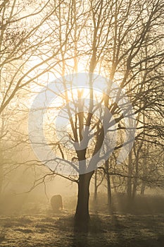 Silhouette of a tree