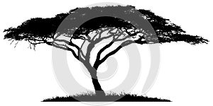 Silhouette of the tree-acacia