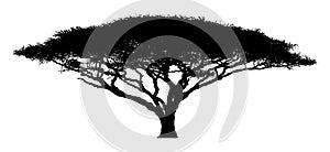 Silhouette of the tree-acacia