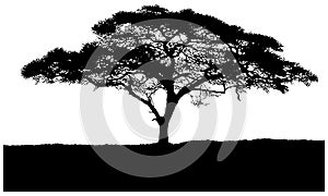 Silhouette of the tree African savannah