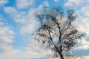 Silhouette of tree against blue sky and clouds during sunset