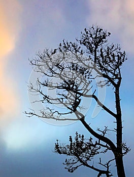 Silhouette Tree against sky vertical