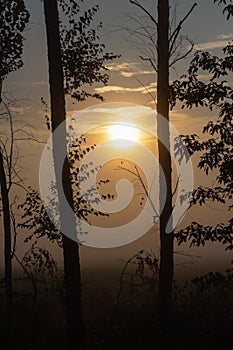 Silhouette of a tree against the sunset