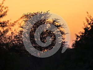 Silhouette of a tree against sunset