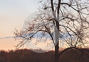 Silhouette of tree against sunset pink sky