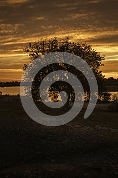 Silhouette Tree as the sunrise or sunset reflects in the lake